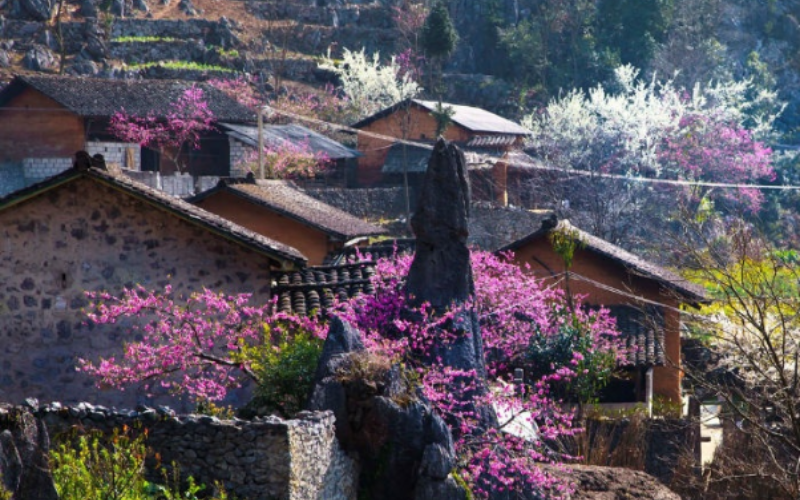 tour du xuân đầu năm