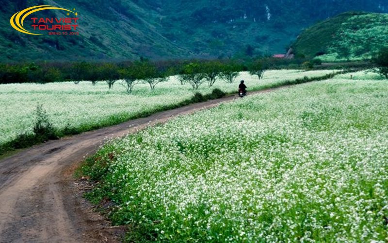 du lịch mộc châu tháng nào đẹp nhất 