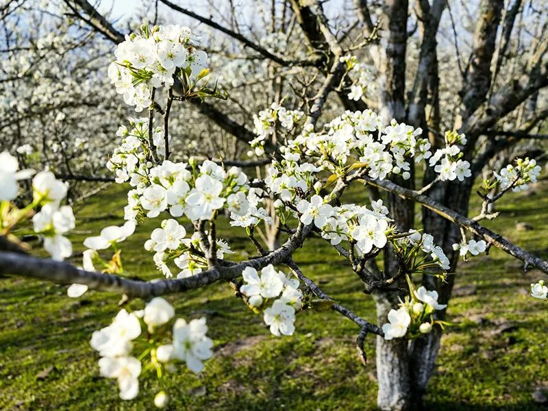  Tour Na Hang mùa hoa lê tháng 3 có gì nổi bật mà ai cũng muốn chọn?