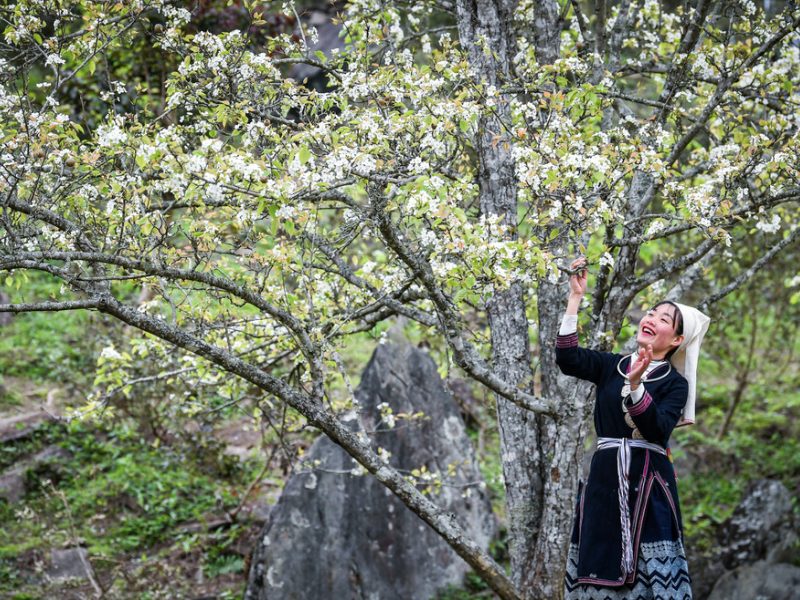  Tour Na Hang mùa hoa lê tháng 3 có gì nổi bật mà ai cũng muốn chọn?